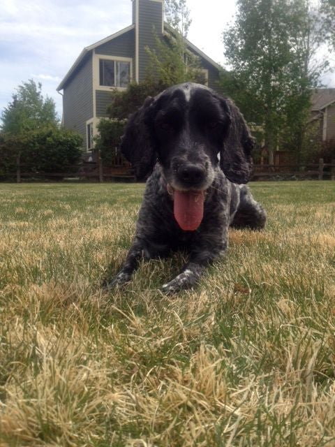 Photo provided by Julie Dibens.