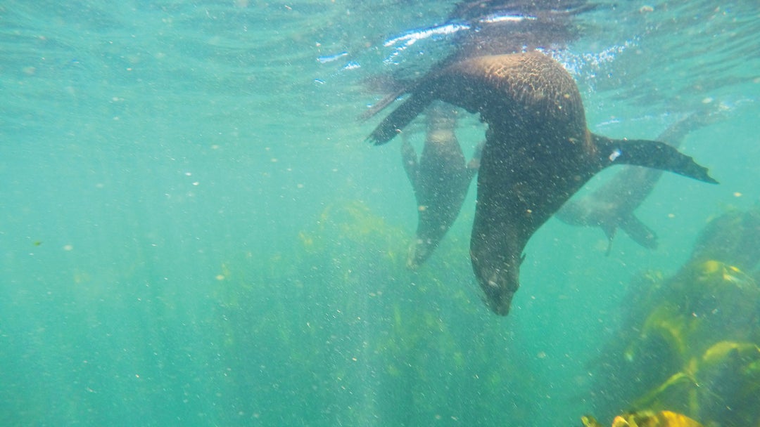 Open-Water Swim Vacations