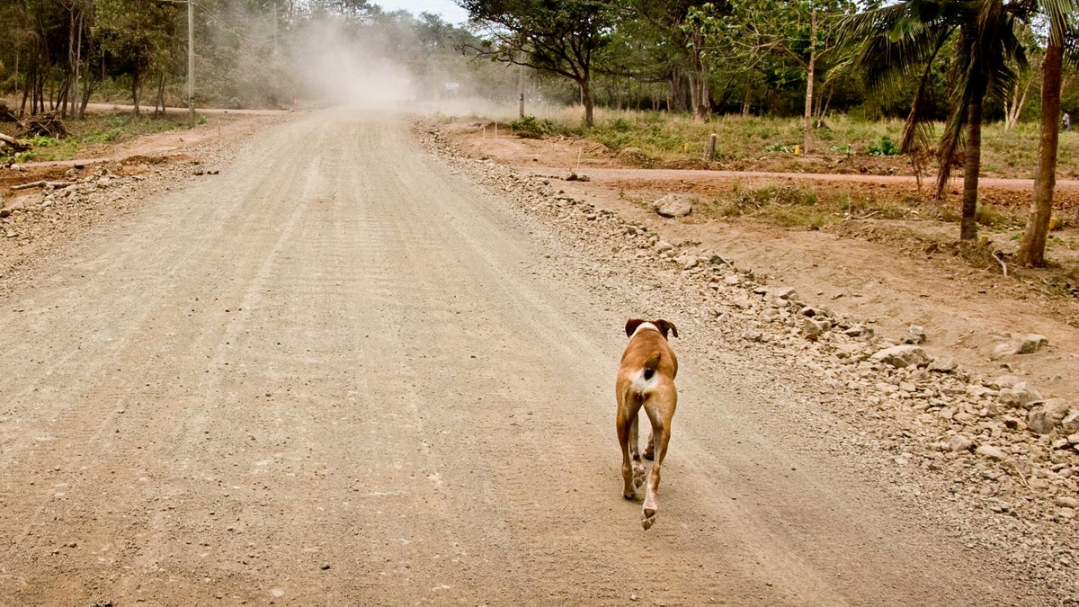 What to Do If a Dog Chases You on a Ride or Run Triathlete
