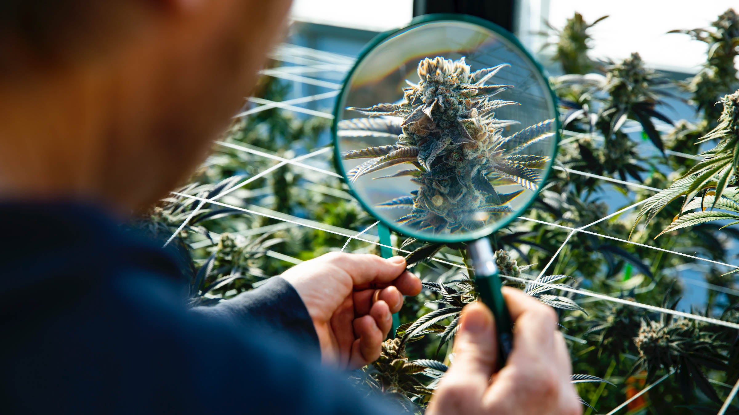 Person examining cannabis flower with magnifying glass