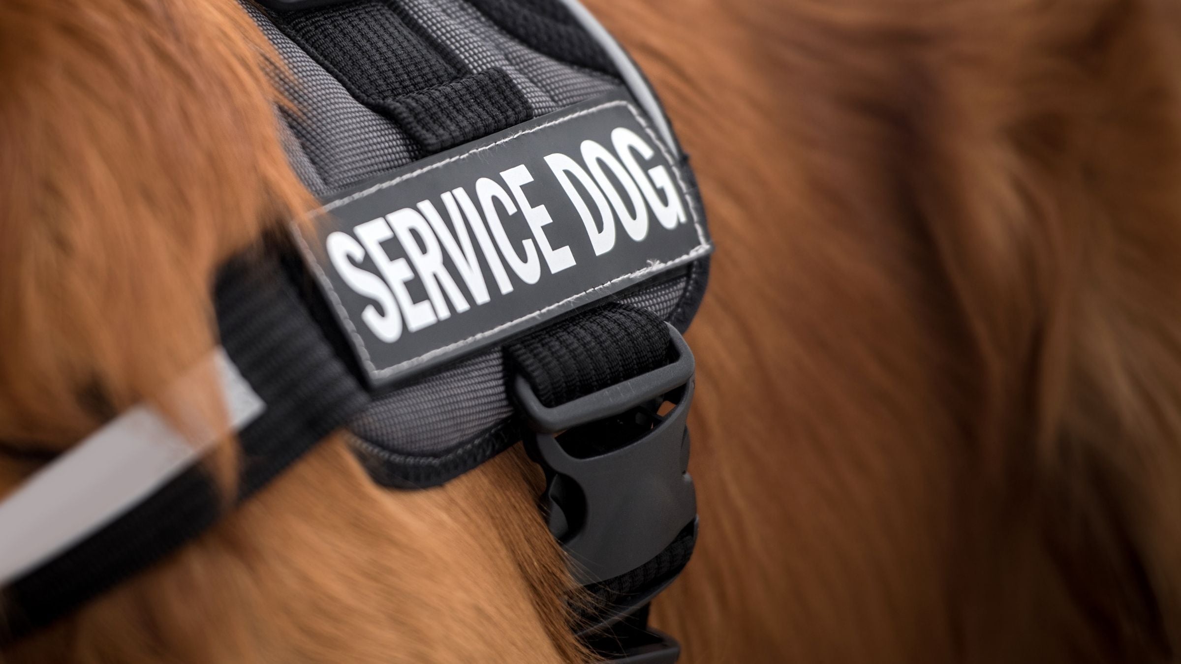 A close-up of a red dog wearing a black vest that says "Service Dog"