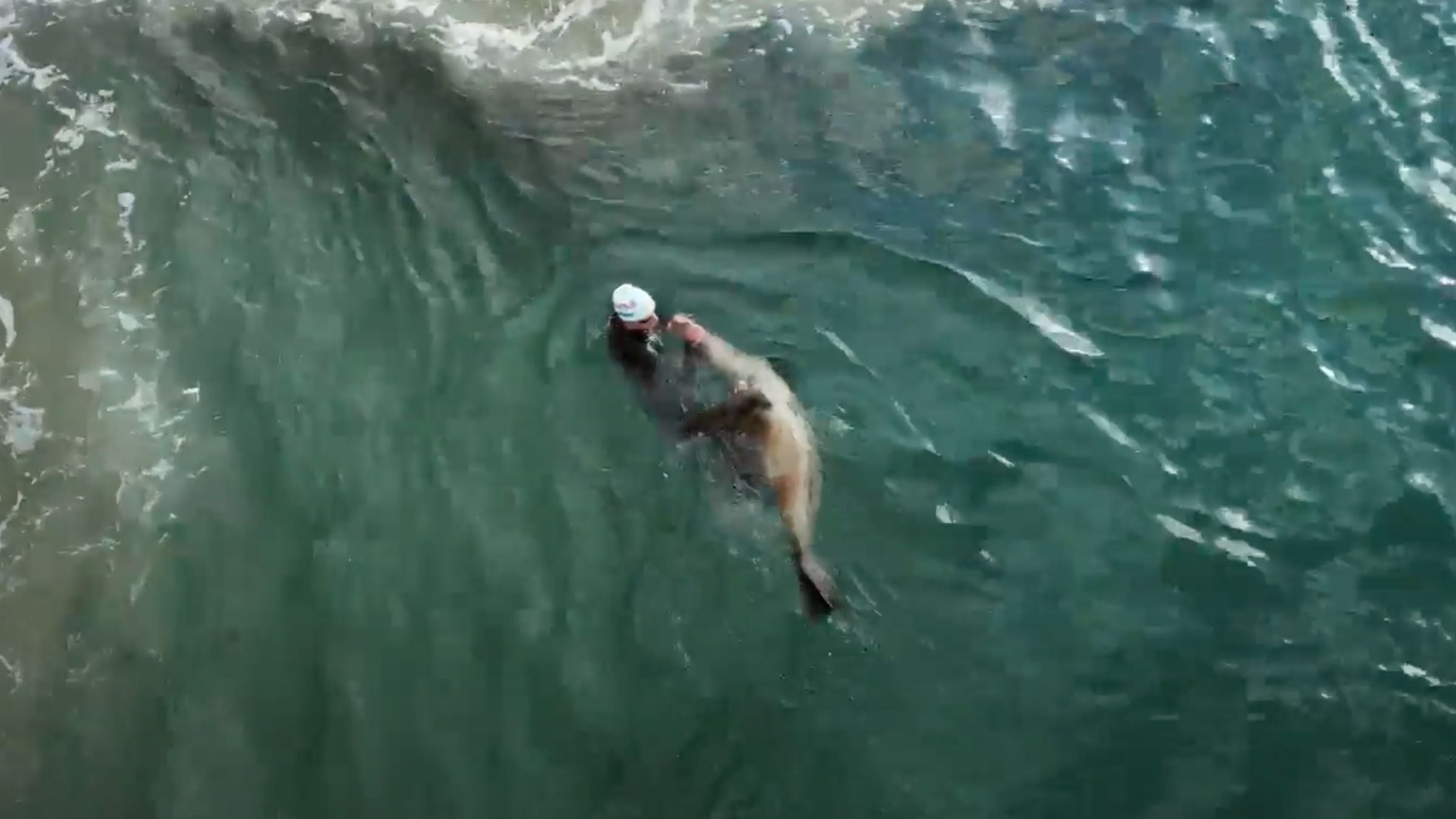A seal attacks triathlete Vasco Vilaca