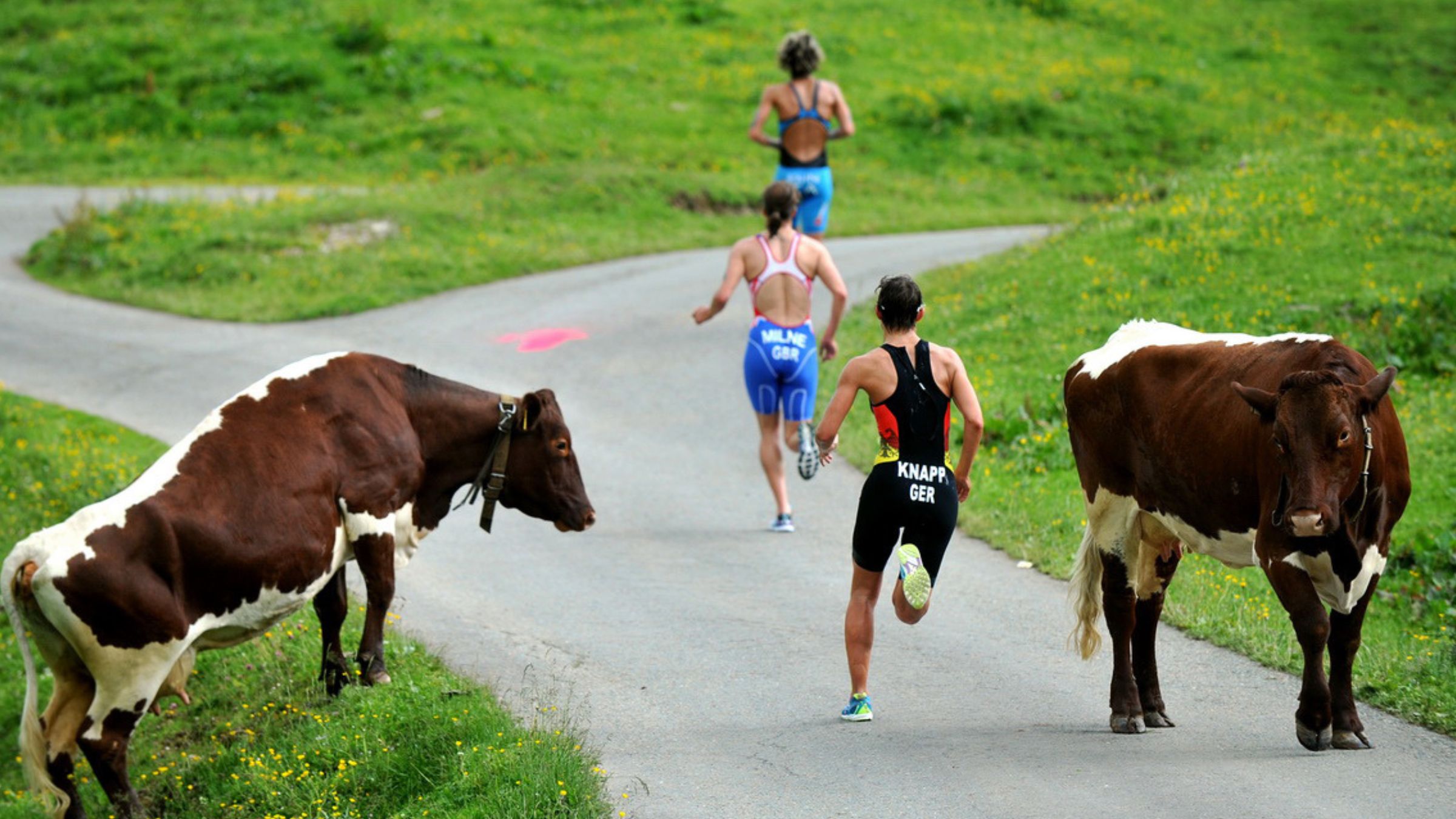 Animals attack triathlon