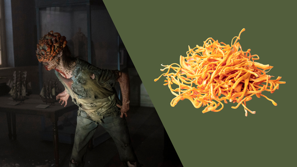 The Zombie Fungus from <i>The Last of Us </i> is Real, Delicious, and Might Benefit Triathletes