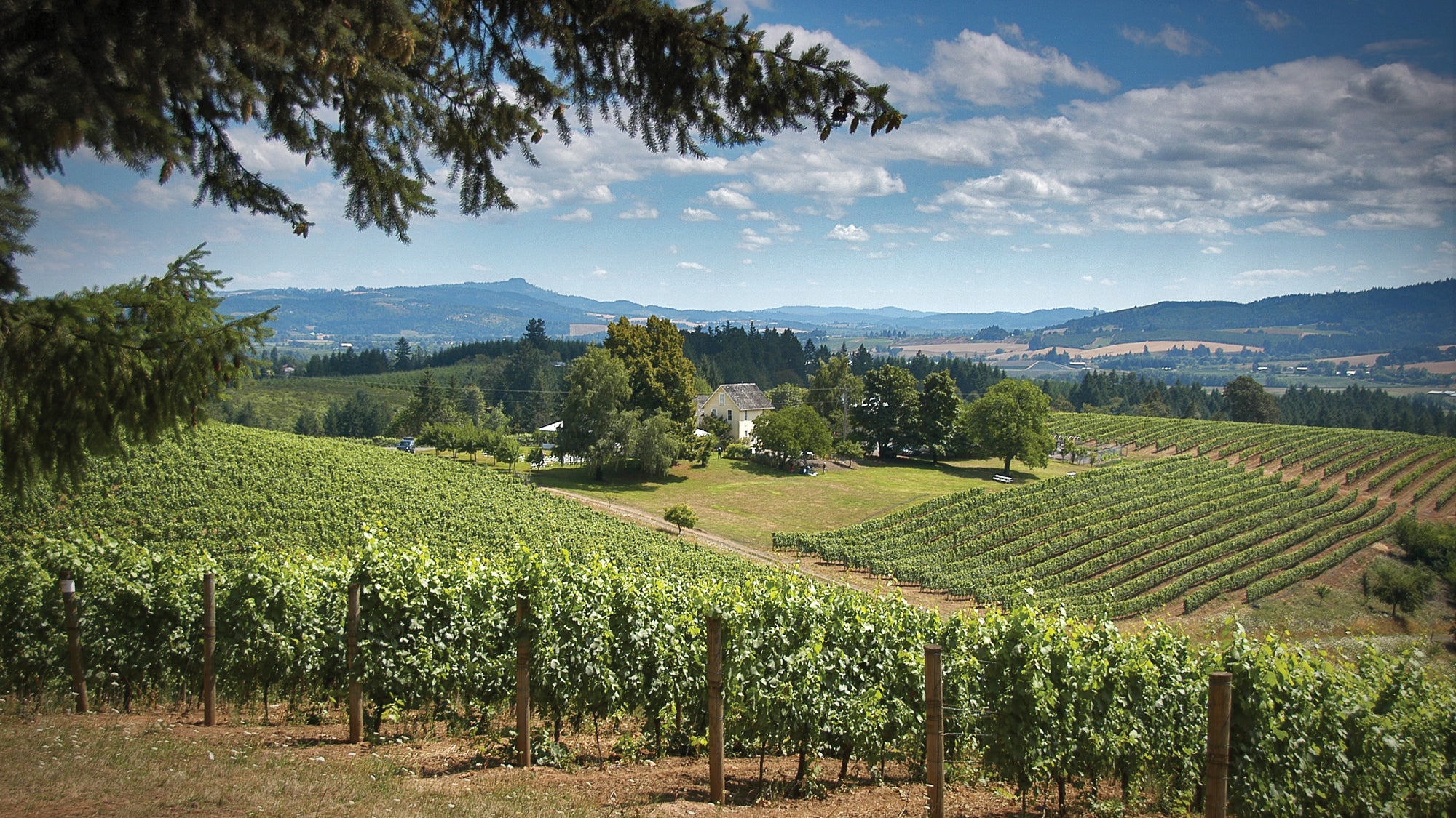 wine country