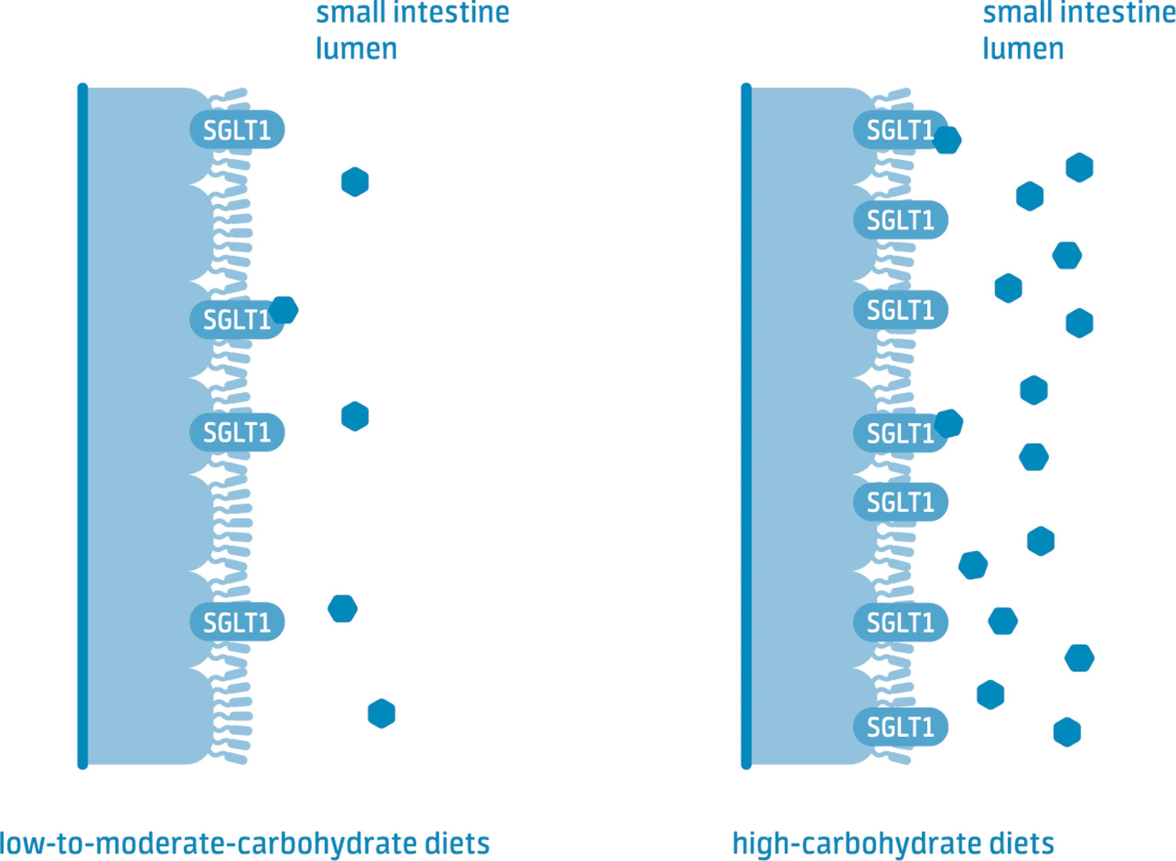 Absorbing more carbs