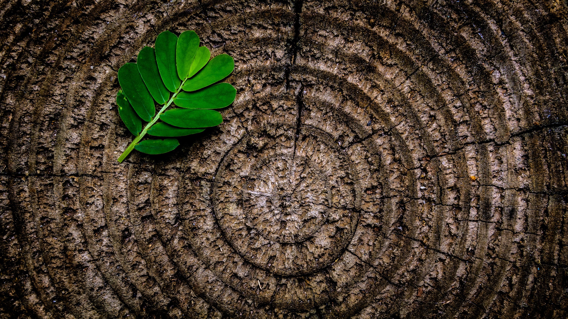 Green leaf on tree stump